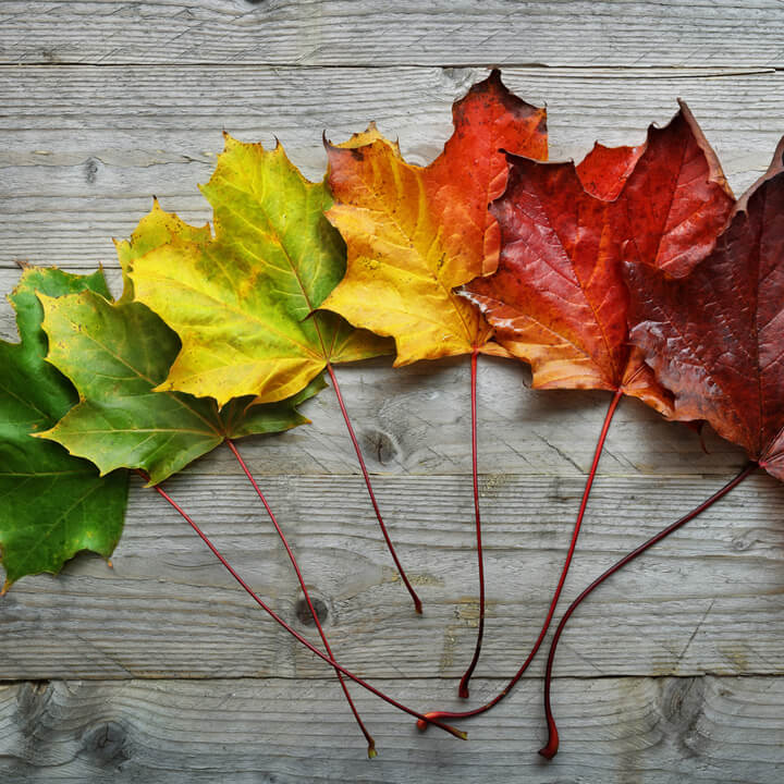 Shades of Maples Leaves throughout seasons